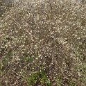 Lonicera fragrantissima P5 P24